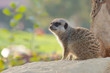 Mongoose on a rock
