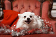 Xmas volpino italiano dog