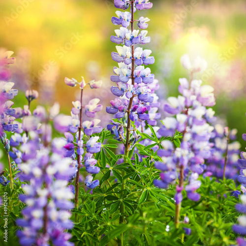 Photo: Flowers on Alaska Flowers on Alaska