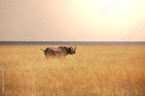 Photo: Rhino Rhino