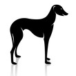 Vector image of an dog (azawakh) on white background