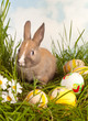 Rabbit at easter