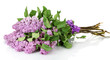 beautiful lilac flowers isolated on white.