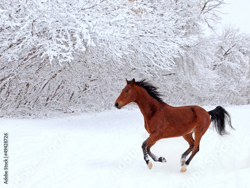 Photo: Skipping bay horse in winter park Skipping bay horse in winter park