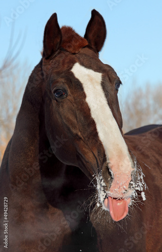 Photo: Horses joke Horses joke