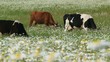 Herd of cattle grassing in a field