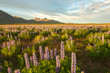 Lupin and mountains