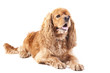 American Cocker Spaniel Dog