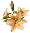 Vector: Branch of lily flowers Branch of lily flowers