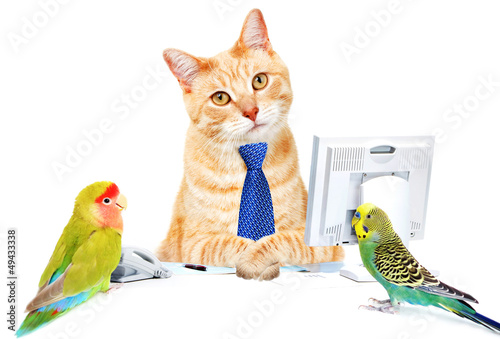 Photo: Cat and birds. Cat and birds.
