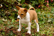 puppy standing four-square