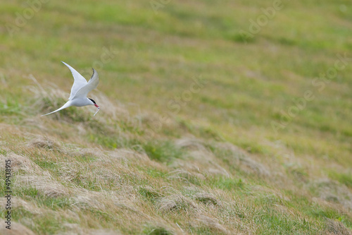 Photo: Arctic Tern flying with a fish in its beak Arctic Tern flying with a fish in its beak