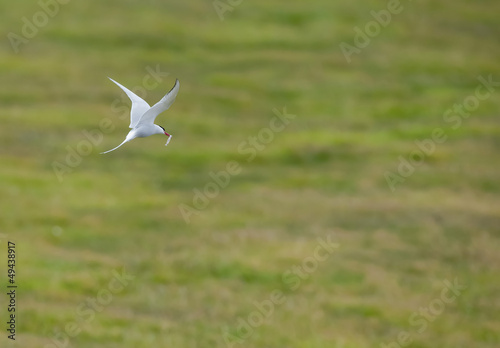 Photo: Arctic Tern flying with a fish in its beak Arctic Tern flying with a fish in its beak