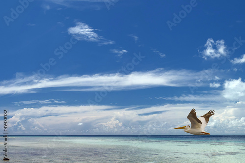 Photo: A pelikan flying over the deep blue background A pelikan flying over the deep blue background