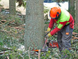 Foto: holzfäller holzfäller
