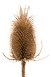 Trockene Wilde Karde (Dipsacus silvestris) vor weißem Hintergr