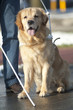Guide dog is helping a blind man in traffic