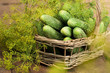 Harvest cucumbers in a basket