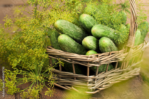 Photo: Harvest cucumbers in a basket Harvest cucumbers in a basket