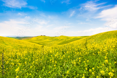 Photo: Field of flowers with blue sky and clouds, Tuscany, Italy Field of flowers with blue sky and clouds, Tuscany, Italy