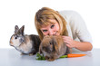 Foto: Hase streicheln Hase streicheln