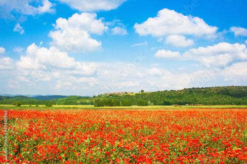 Photo: Red poppy field with blue sky in Monteriggioni, Tuscany, Italy Red poppy field with blue sky in Monteriggioni, Tuscany, Italy
