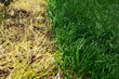 The grass is dry and green