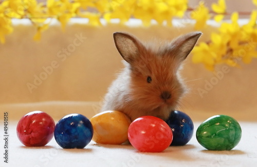 Photo: Kaninchen mit bunten Eiern Kaninchen mit bunten Eiern