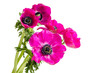 Anemonen