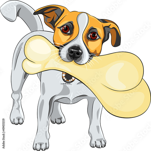 Vector: vector dog Jack Russell Terrier keeps the bone vector dog Jack Russell Terrier keeps the bone