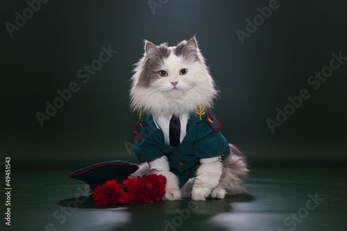 Photo: Cat dressed as General Cat dressed as General