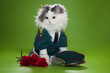 Photo: Cat dressed as General Cat dressed as General