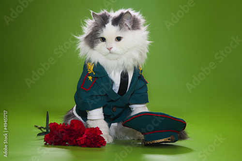 Photo: Cat dressed as General Cat dressed as General