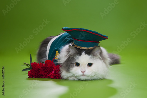 Photo: Cat dressed as General Cat dressed as General