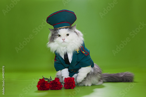 Photo: Cat dressed as General Cat dressed as General