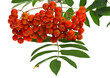 rowan berries and leaves on white