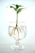 Tree Growing on Glass