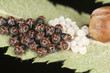 Newly hatched shieldbugs and eggs, high magnification