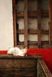 Lost Stray Cat