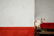 Lost stray cat on a street wall