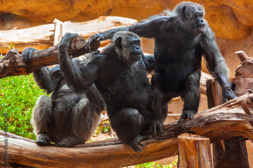 Photo: Monkeys in park at Tenerife Canary Monkeys in park at Tenerife Canary