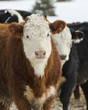 Hereford Steers