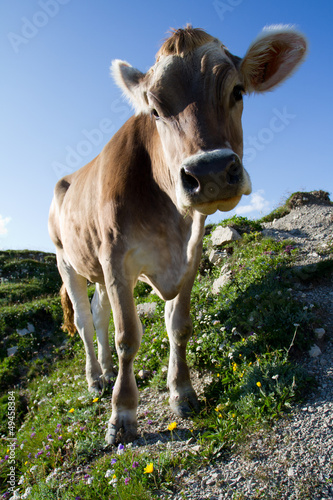 Photo: The cow on a pasture in Dolomiti mountain The cow on a pasture in Dolomiti mountain
