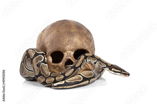 Photo : Royal Python with skull Royal Python with skull