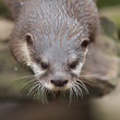 Foto: Curious small-clawed Otter Curious small-clawed Otter