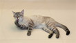 Thai cat licks itself (washes).