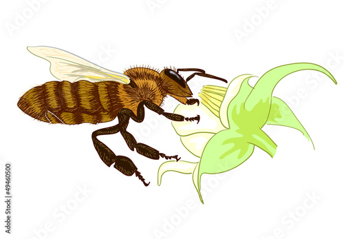 Vector: Bee. Bee.
