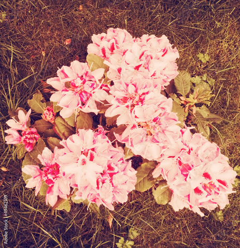Photo: Vintage Rhododendron Vintage Rhododendron