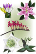 Flower Collection