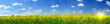 Rapefield and cloudscape with sunbeams